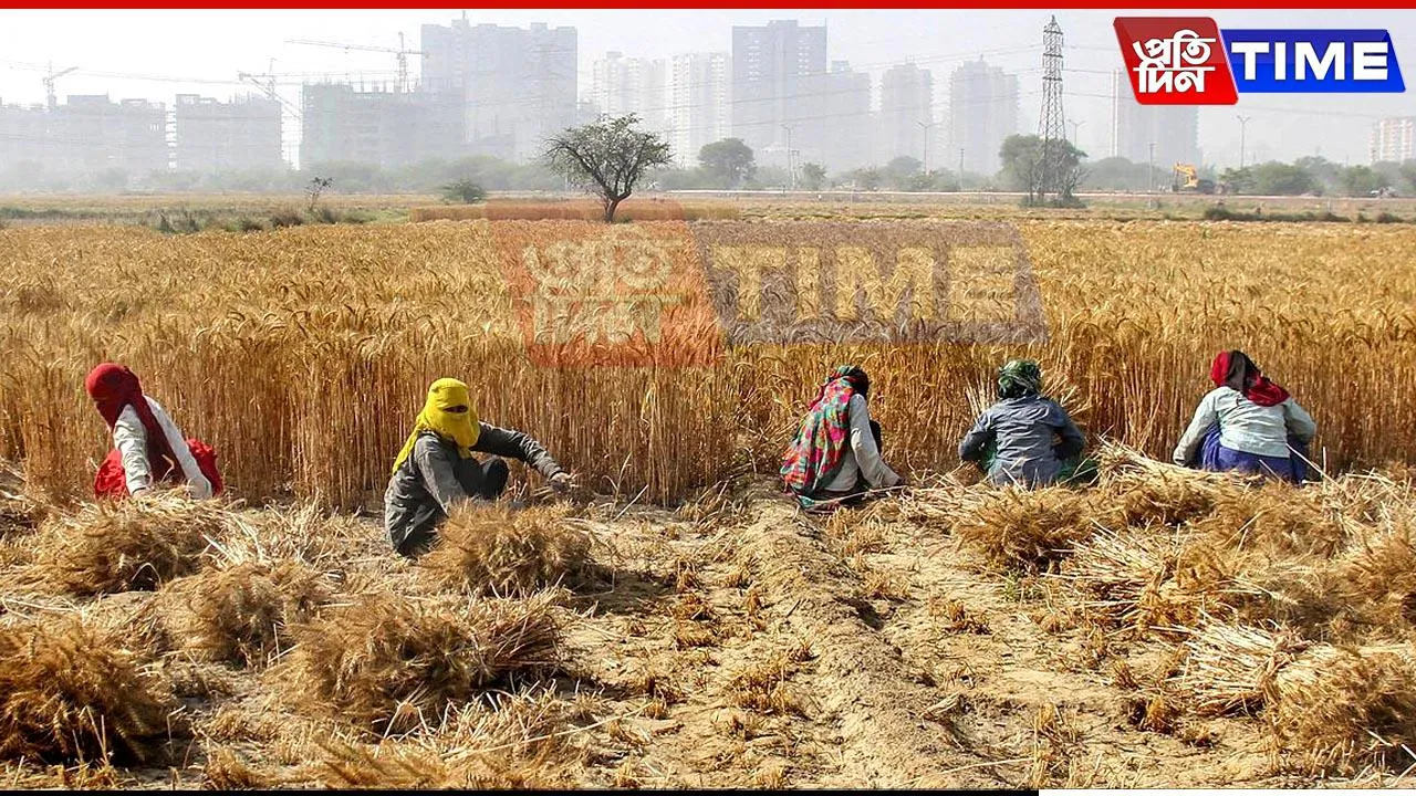 Wheat Procurement Rises 13% Over Last Year, Total Hits 29.92 MT