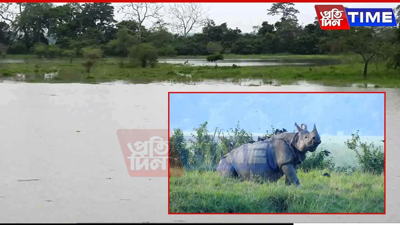 Assam Flood Update: 37 Forest Camps Remain Submerged in Kaziranga