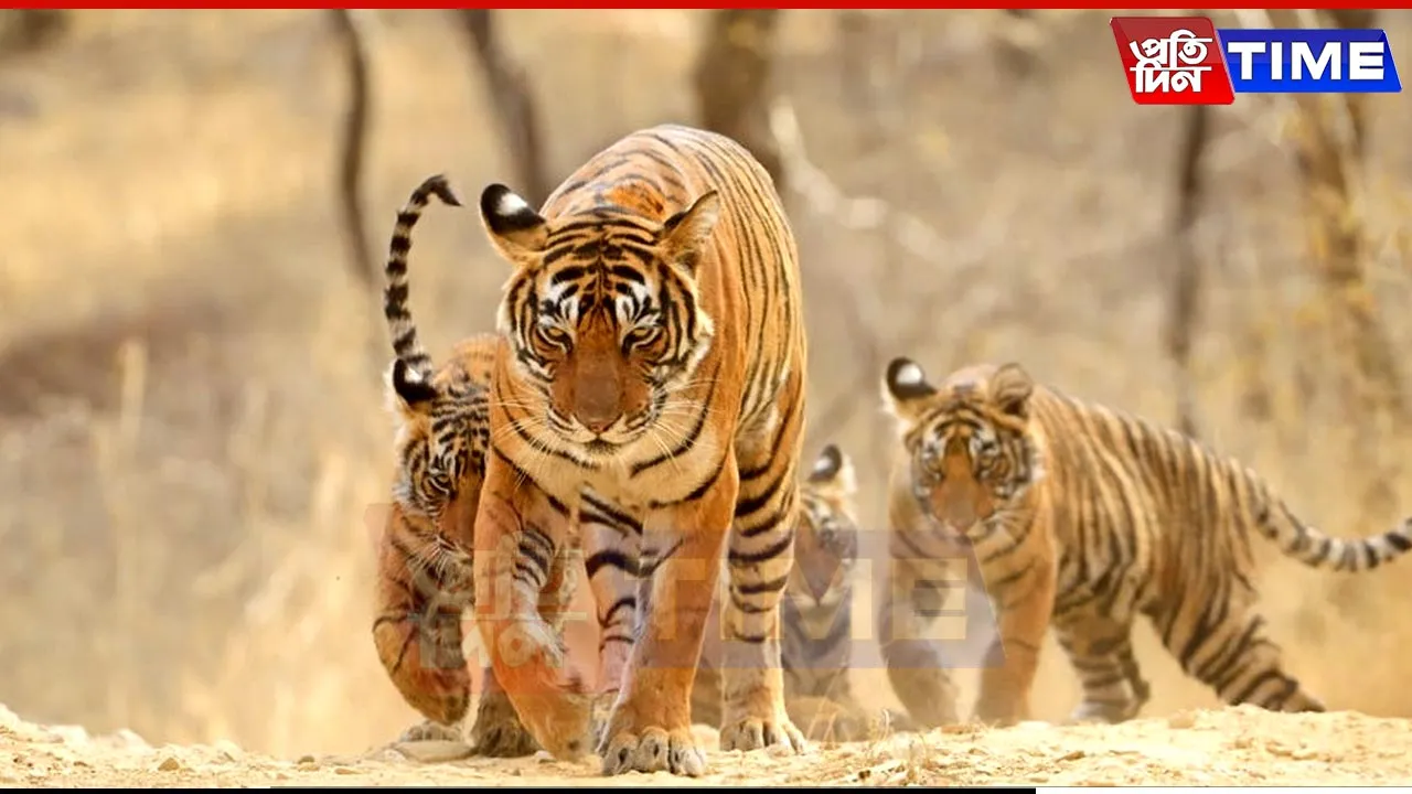 Probe Ordered After Tigress and Cubs Found Dead in Karnataka