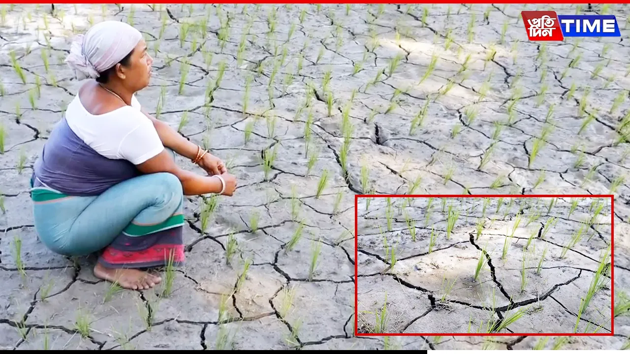 Villagers in Majuli Perform Traditional Frog Wedding Amid Severe Drought, Seek Divine Relief