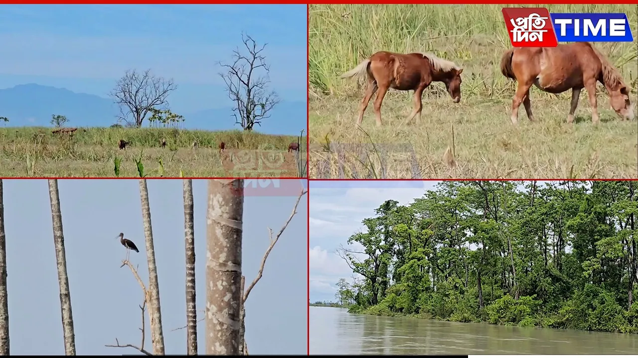 Kobu Chapori in Assam's Jonai Revives as Wildlife Habitat After Eviction of Encroachers
