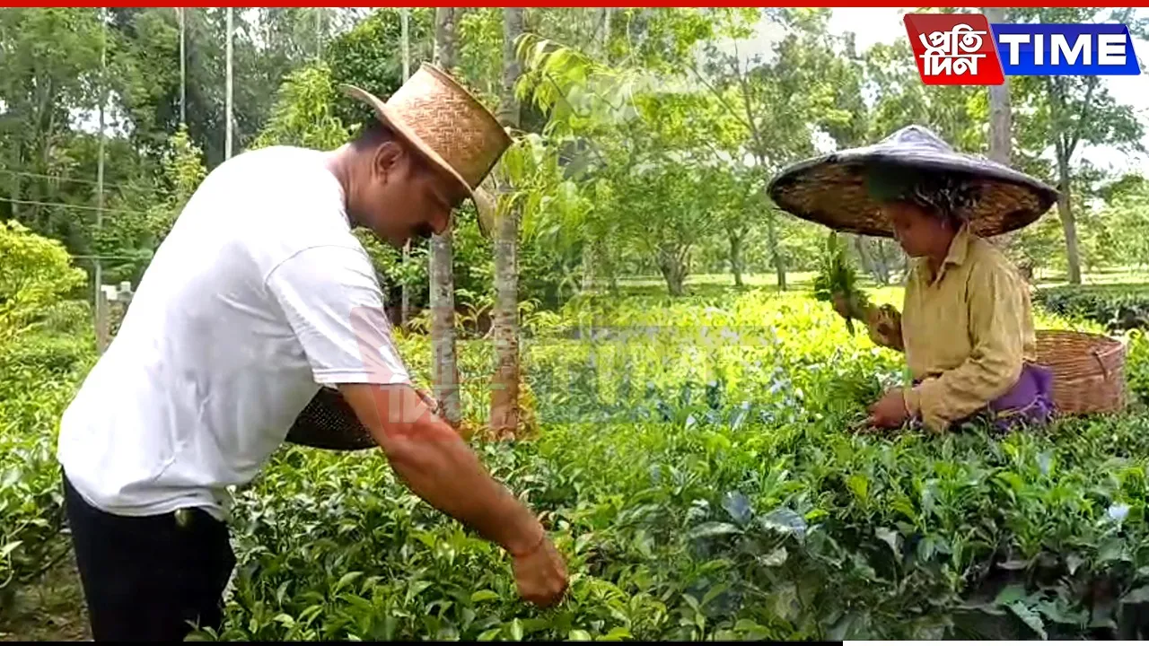 Plummeting Prices Push Over 2 Lakh Assam Tea Growers into Crisis