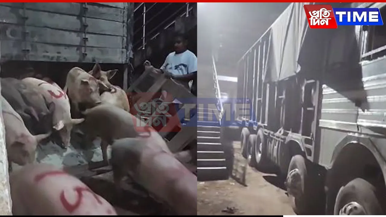 Pigs
