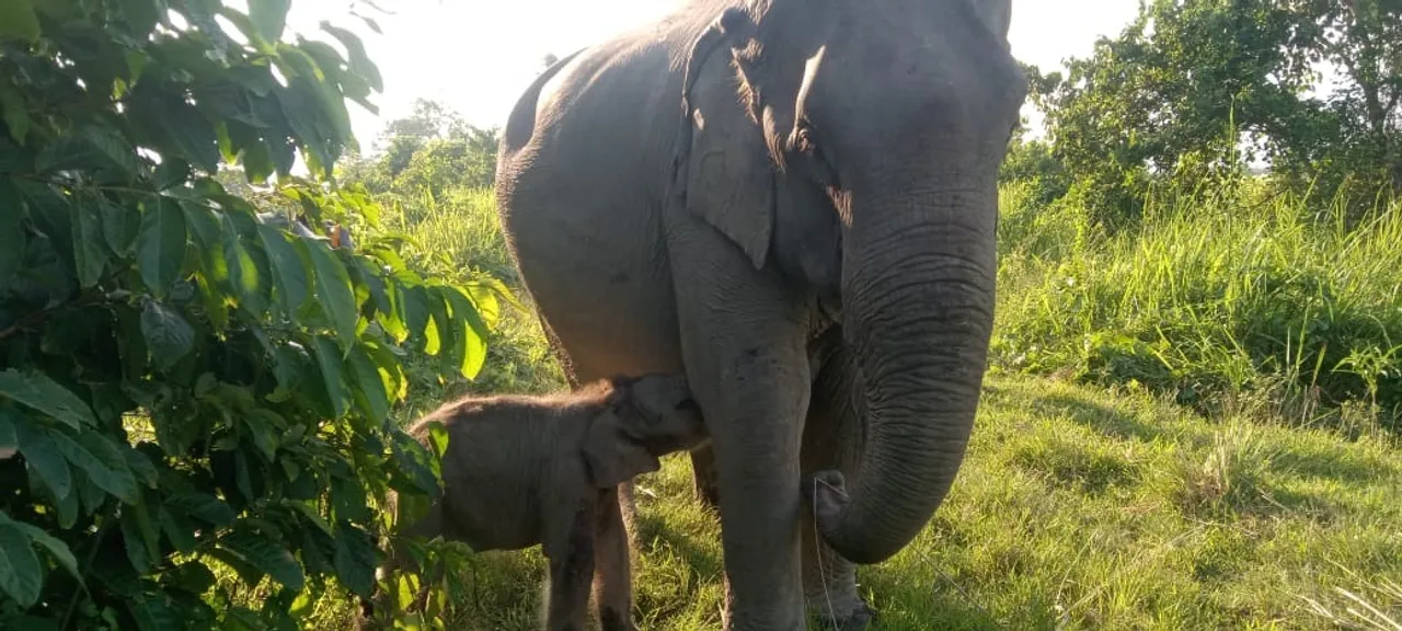 Kaziranga’s Elephant Kuwari Gives Birth to a Female Calf Named ‘Mayabini’