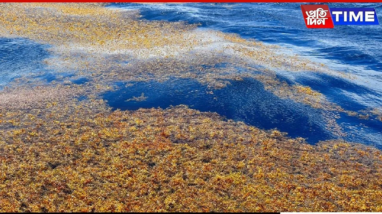 8,850 km of Algae: What’s Happening in Our Oceans?