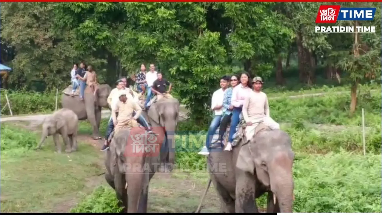 Tourists Thrilled by Elephant Safari at Manas National Park