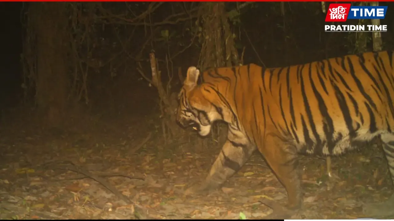 Assam: Dibru Saikhowa Reports First-Ever Royal Bengal Tiger Sighting