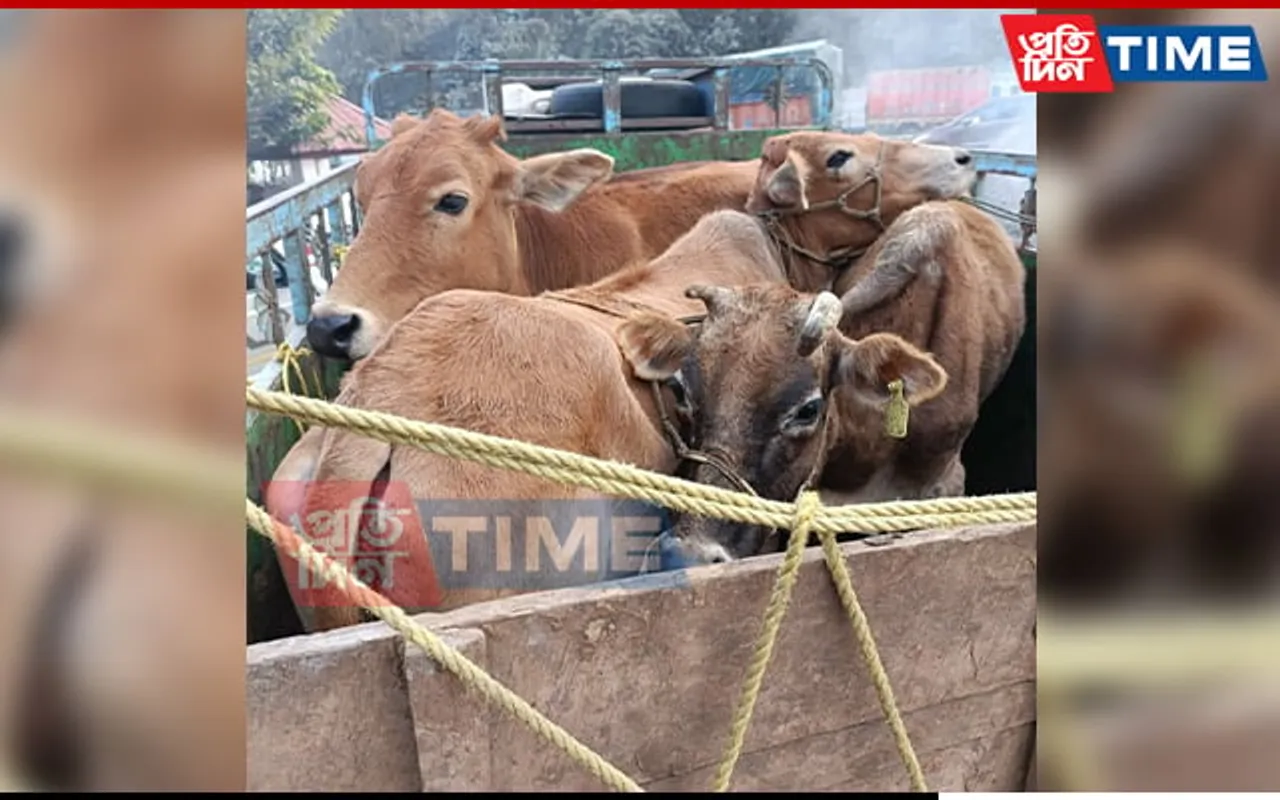 Assam: 22 Cattle Heads Rescued, 1 Held In Anti-Smuggling Op