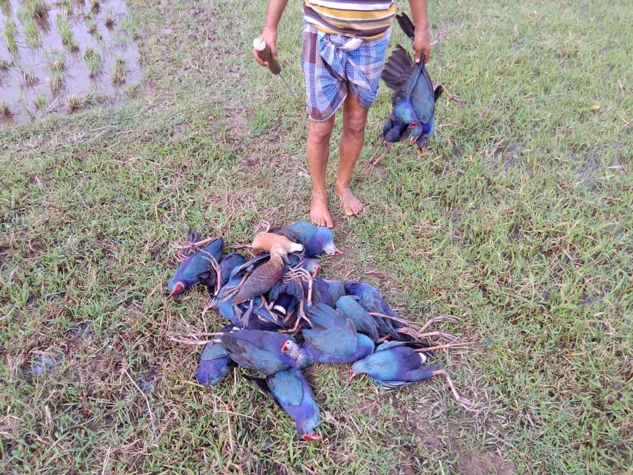 Carcasses Of Several Hundred Migratory Birds Found At Tripura Lake