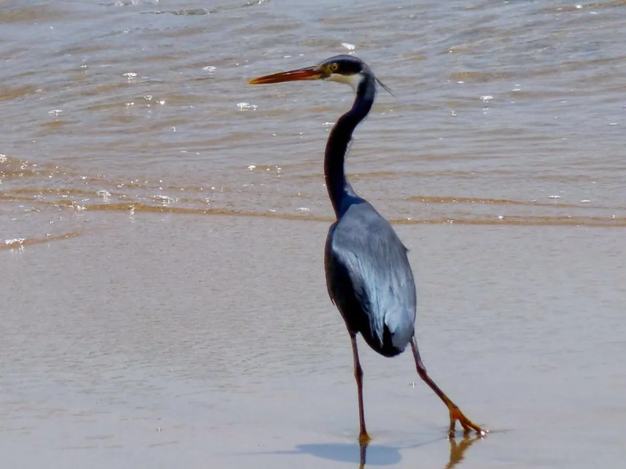 Assam: Heron Birds Found Dead In Barhampur