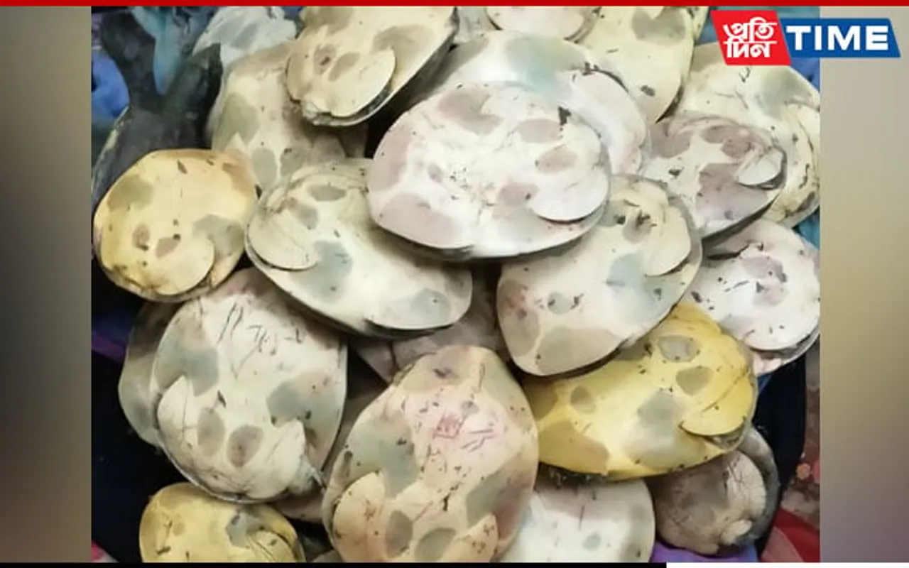 Huge Cache Of Unclaimed Live Turtles Recovered From Kamakhya Station