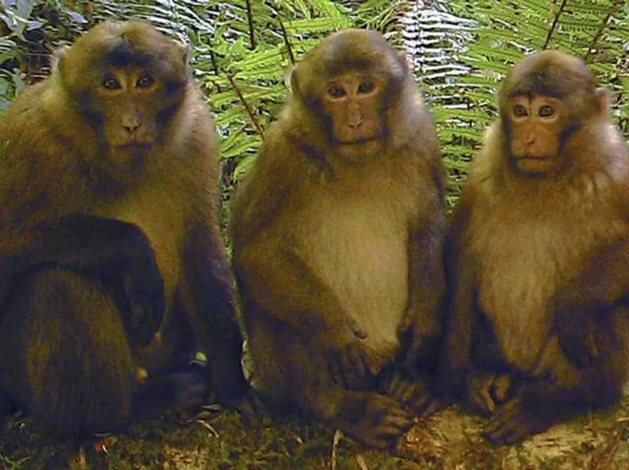 White Cheeked Macaque: New Primate Species Discovered In Arunachal