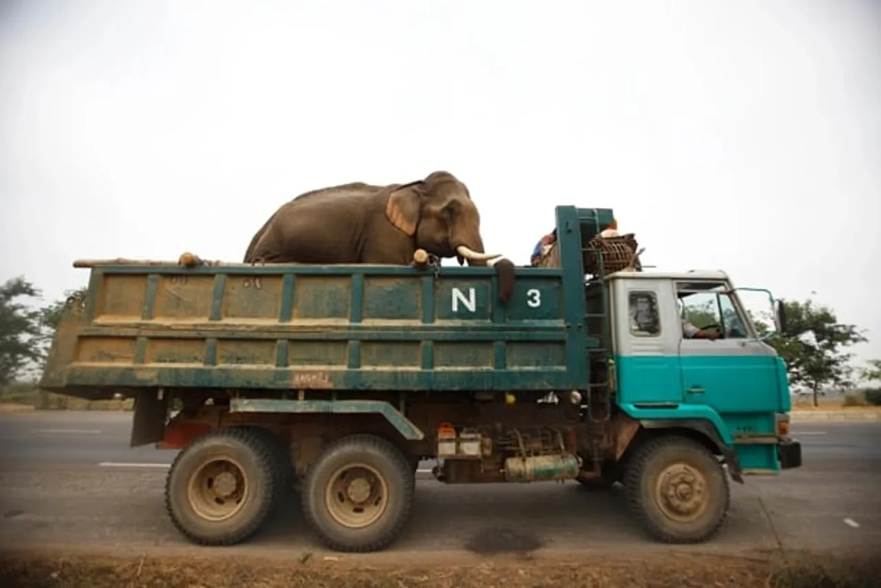 Assam: Smuggled Elephants Seized In Dhekiajuli