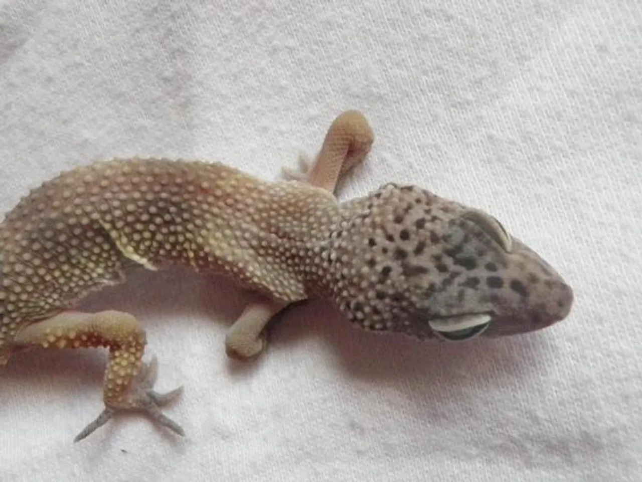 Assam: Tokay Geckos Seized In Jorhat, 2 Held