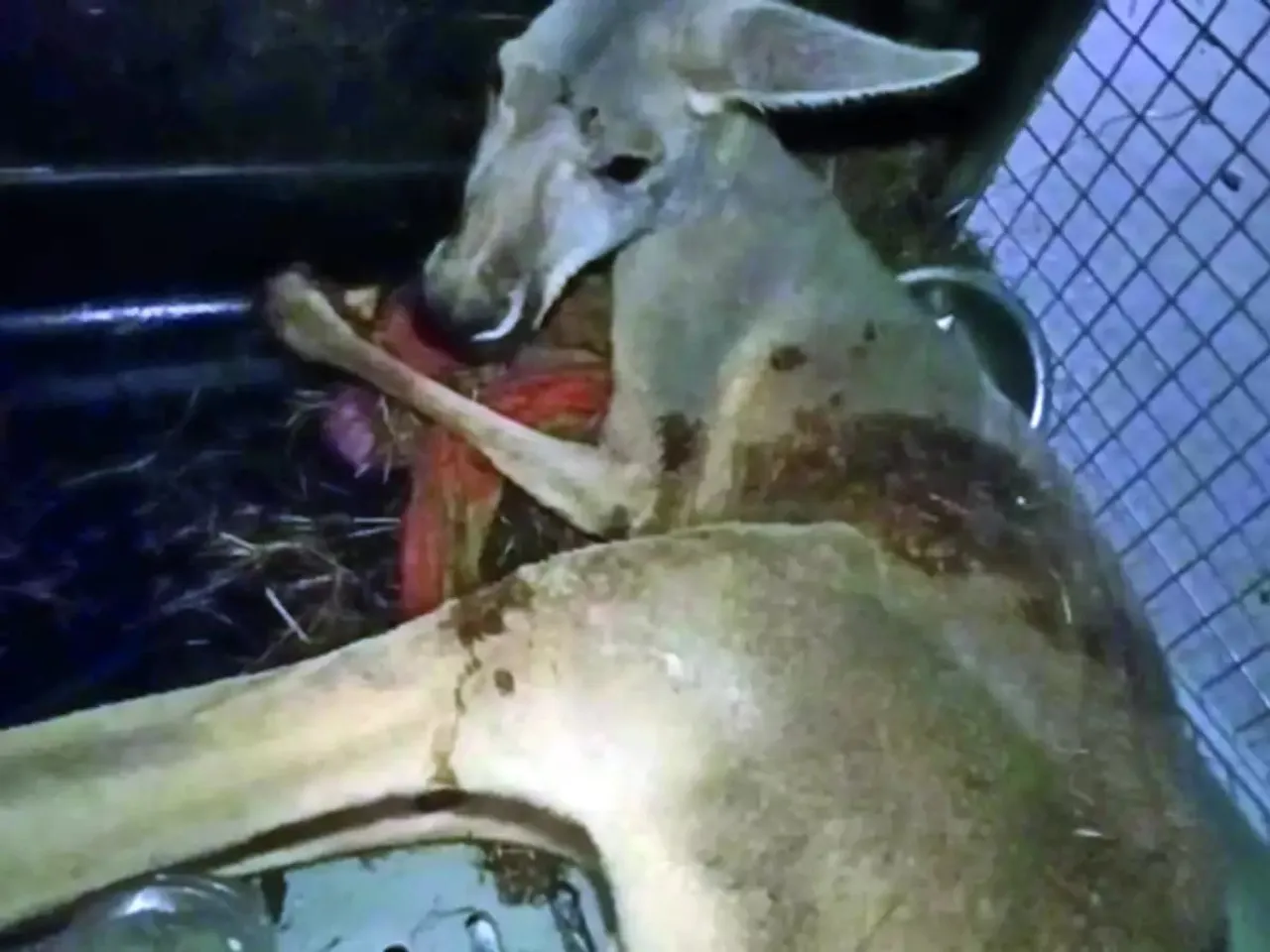 Kangaroo Rescued From Assam-West Bengal Border