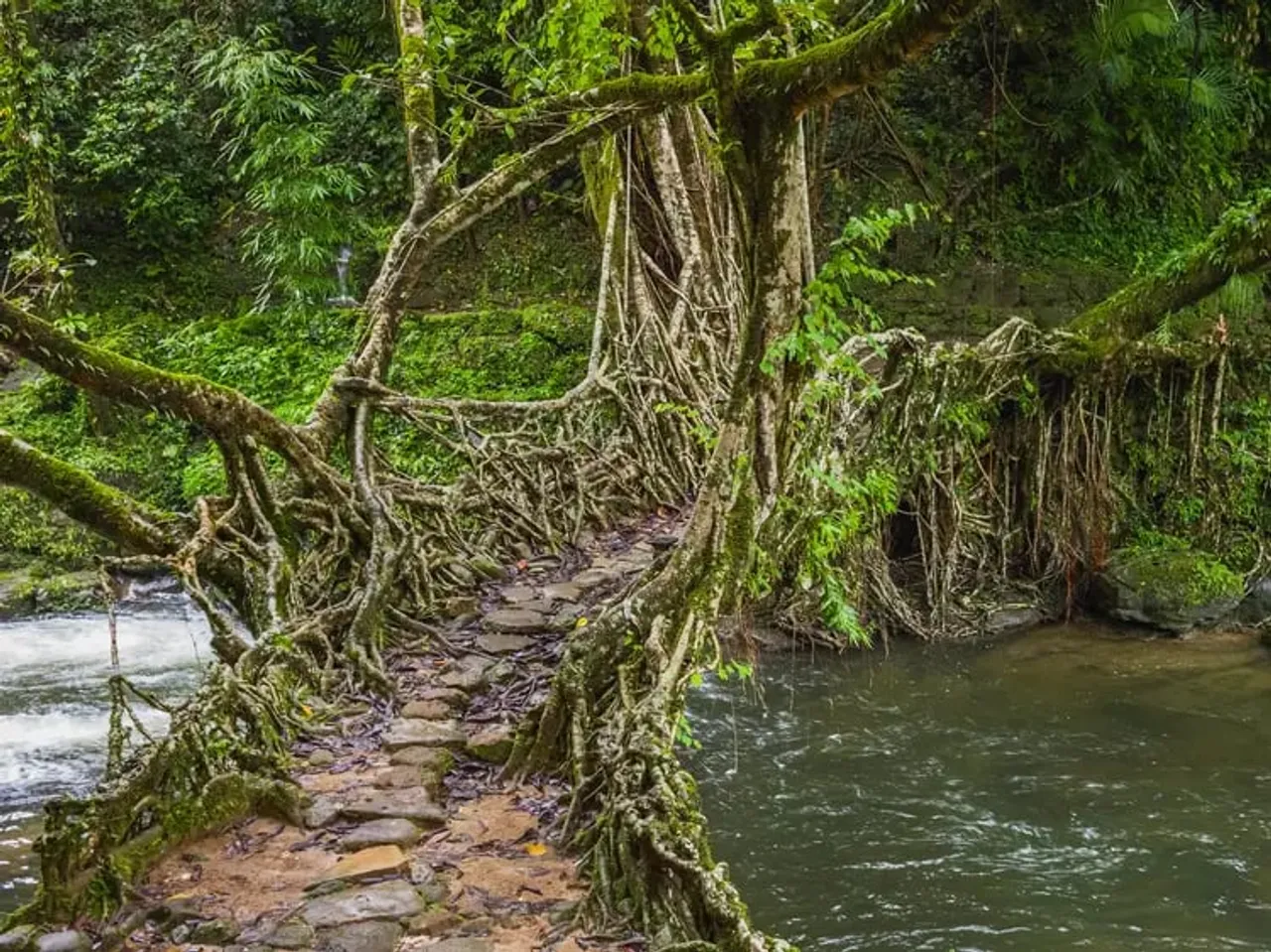 Meghalaya’s Living Root Bridges in Tentative List of World Heritage Site