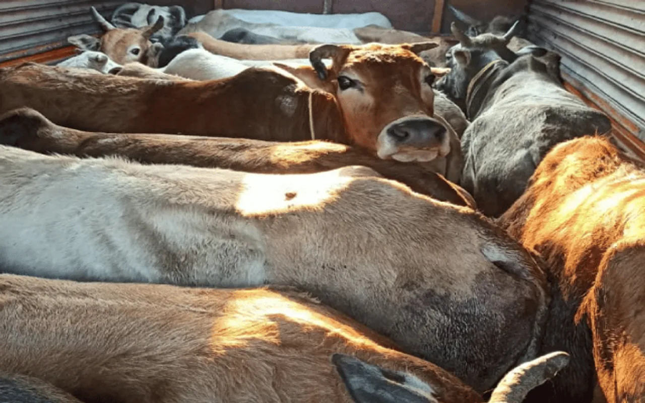 Assam: 75 Cattle Heads Rescued In Kaliabor, Two Held