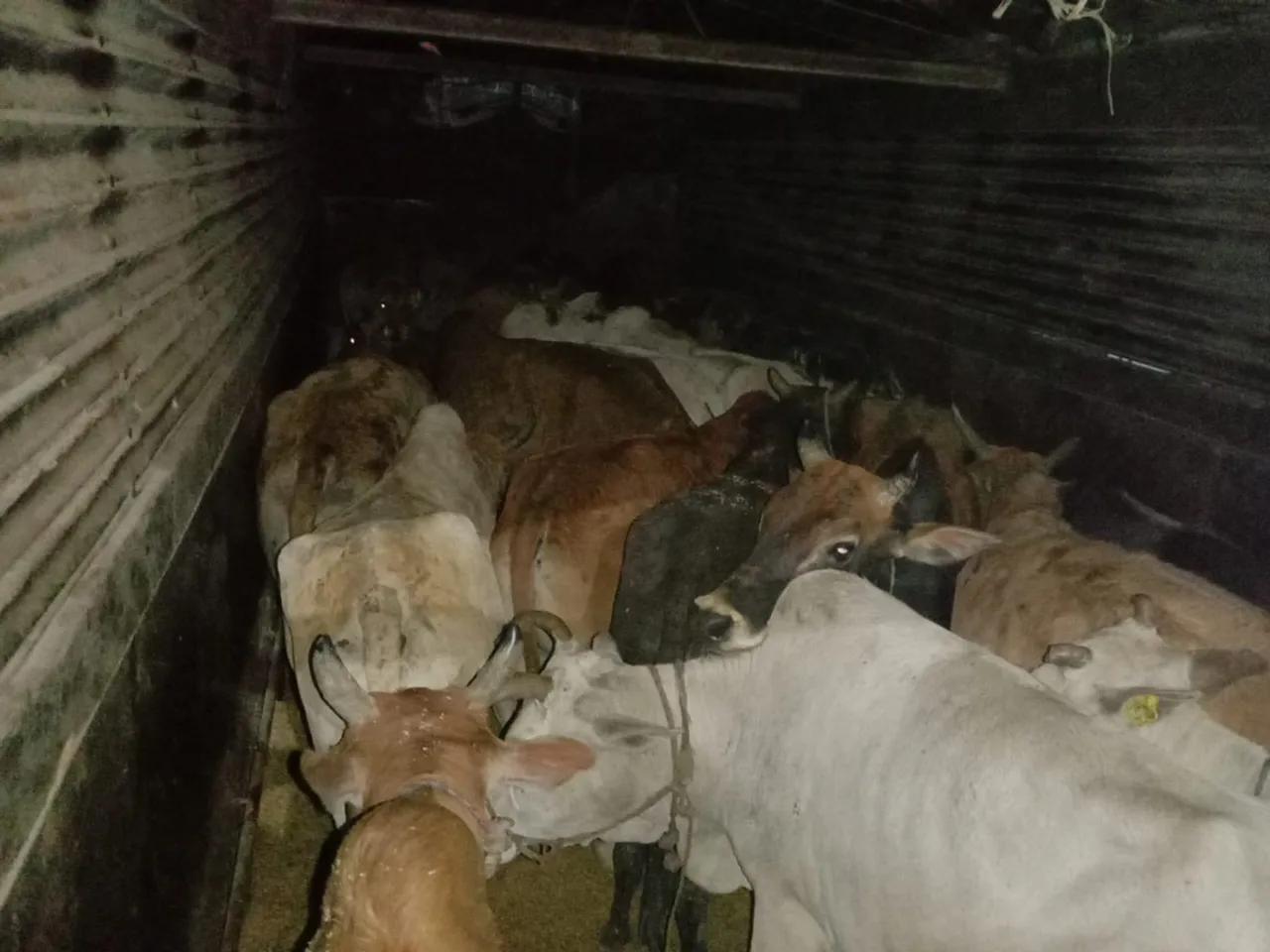 Assam Police Foil Cattle Smuggling Bid, 2 Held