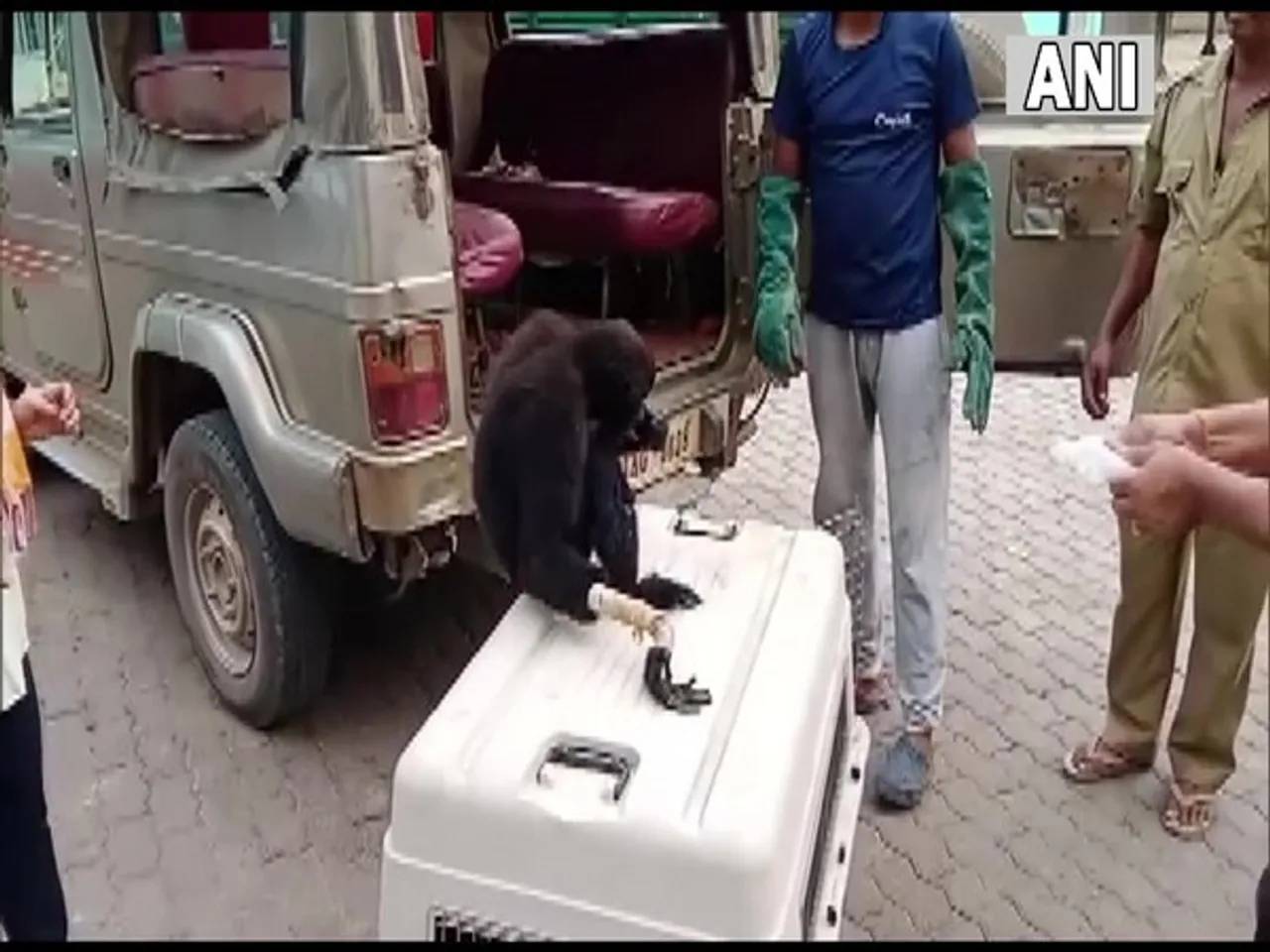Assam: Injured Hoolock Gibbon Rescued By Forest Officials In Kamrup
