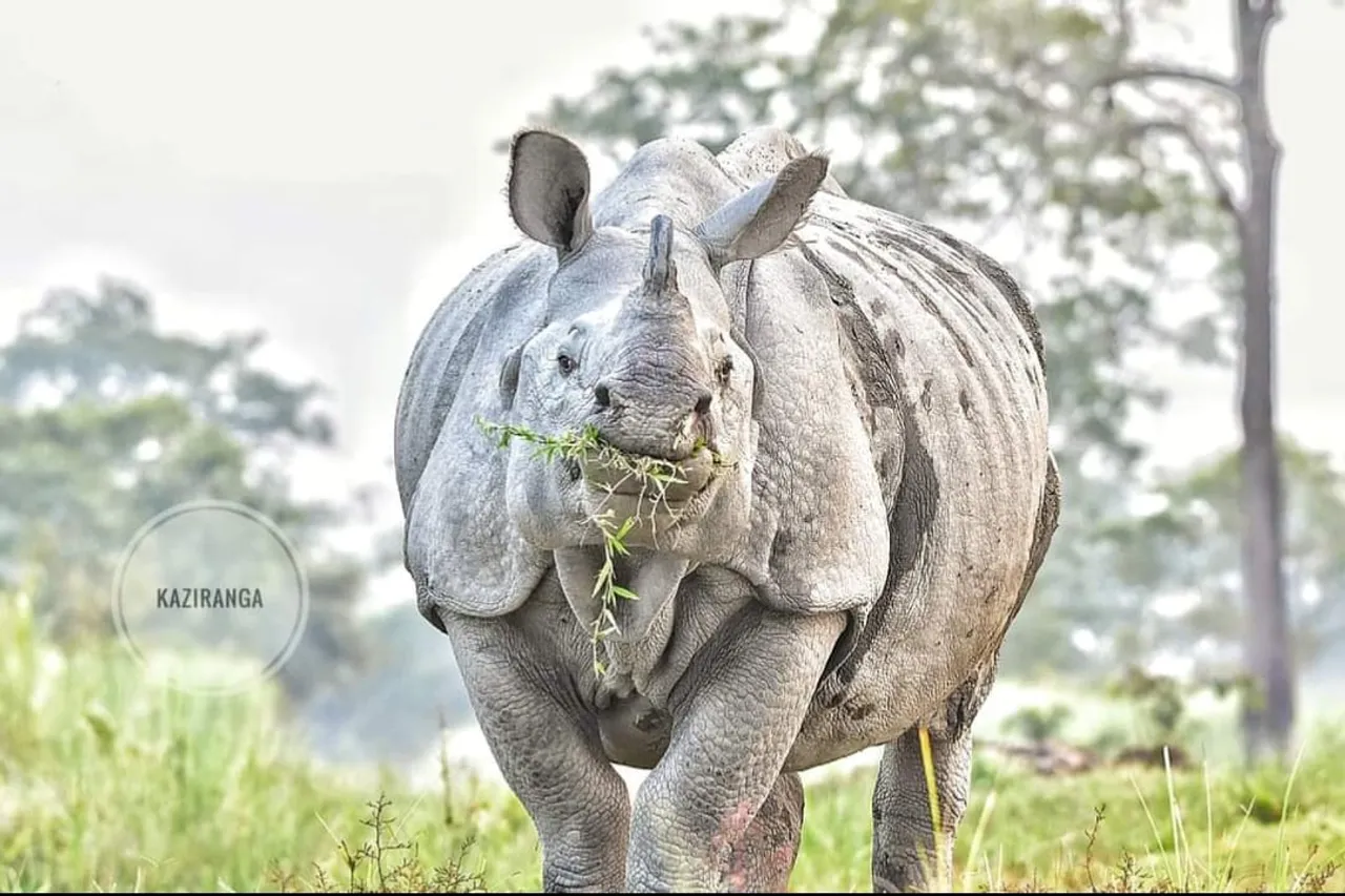 Assam Village On Standby as Unexpected Guest Takes a Stroll...