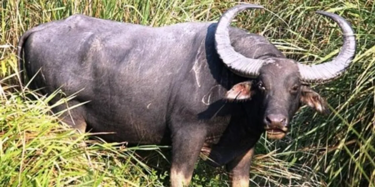 Assam: Wild Buffalo Slaughtered For Meat In Biswanath