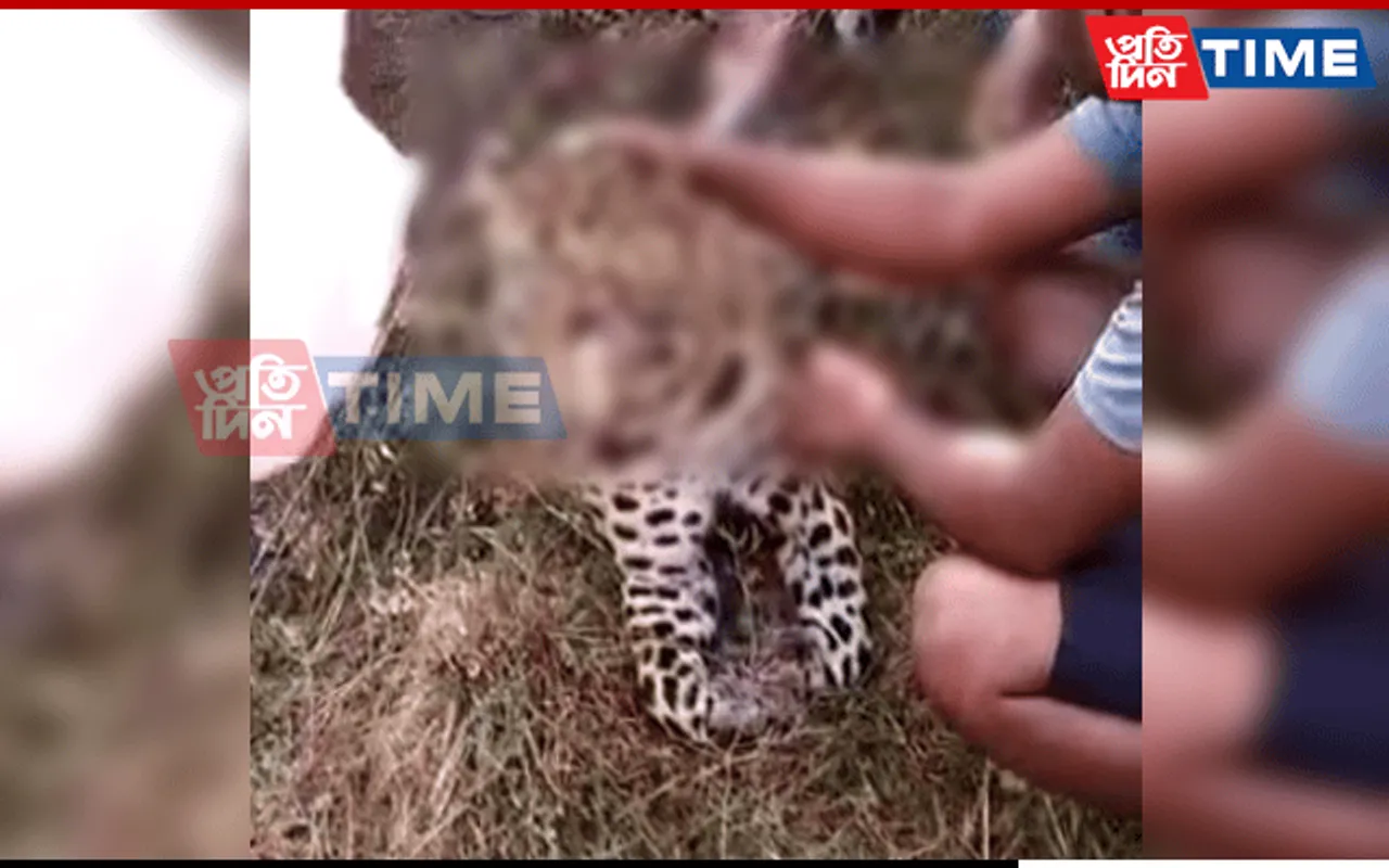 Speeding Car Runs Over Adult Leopard In Dibrugarh