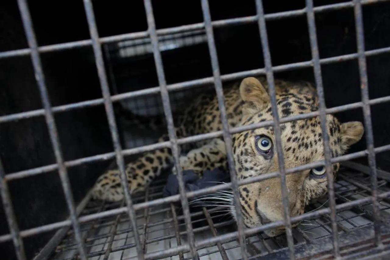 Leopard Caged In Assam's Jorhat