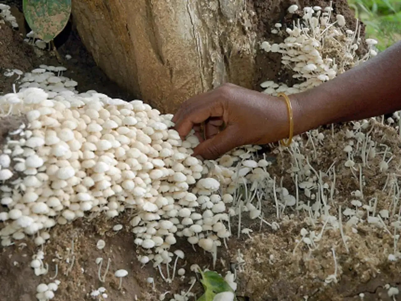 Poisonous Mushrooms: Three More Die In Assam, Death Toll At 7