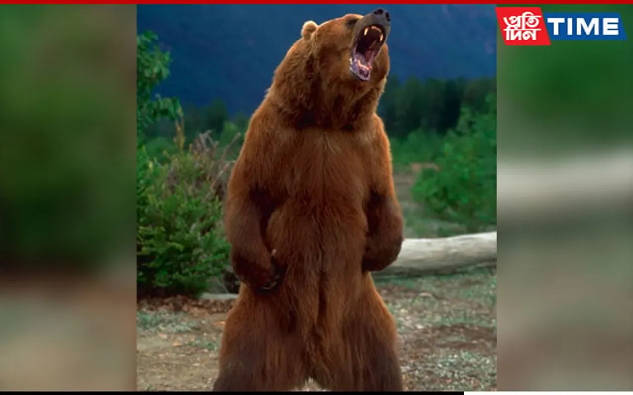 Tripura Woman Critical After Attack By Wild Bear