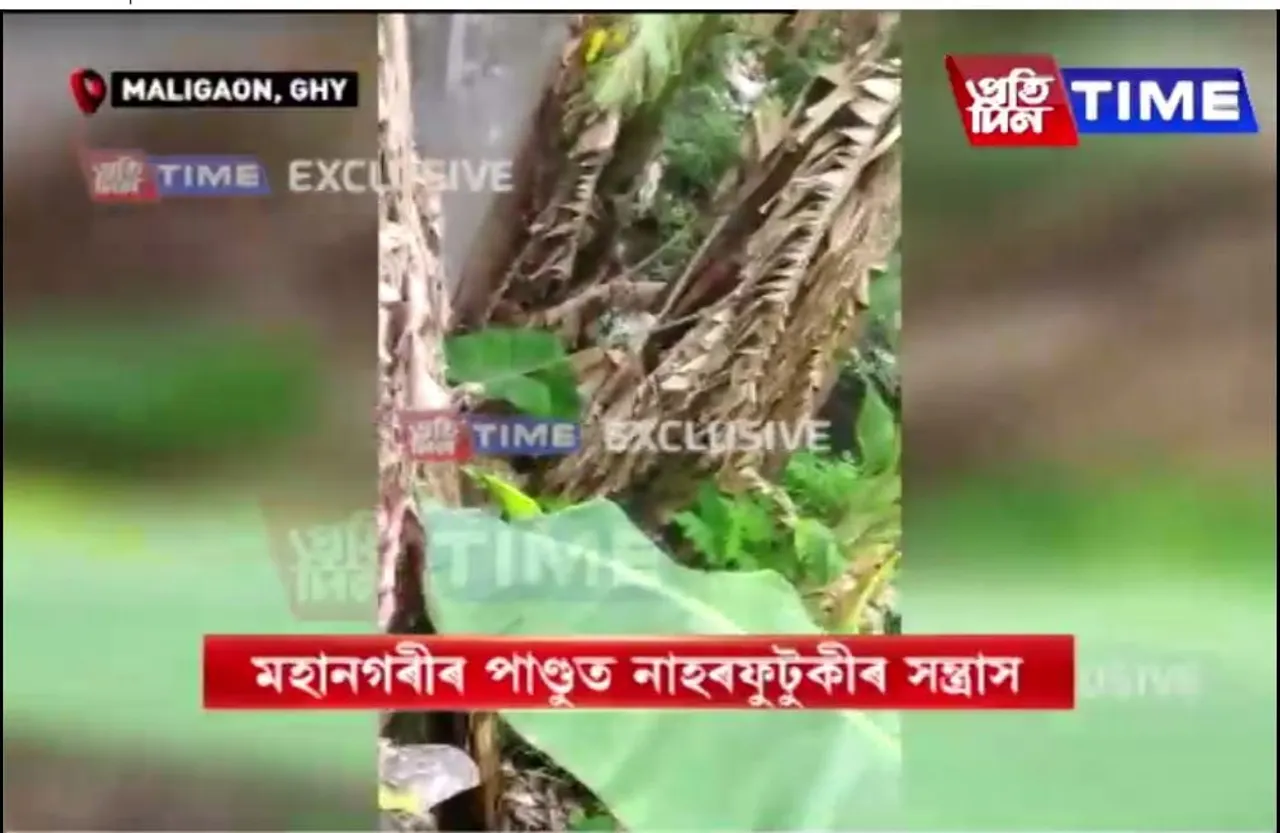 Guwahati: Woman Injured in Leopard Attack in Pandu