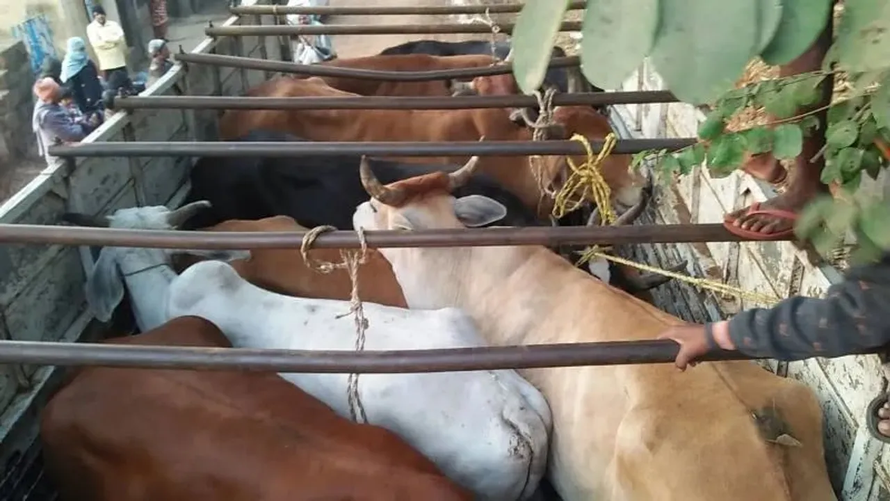 Assam: 32 Cattle Heads Rescued In Biswanath