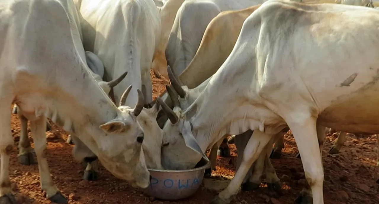 Tripura To Introduce 12 Veterinary Mobile Vans To Help Farmers