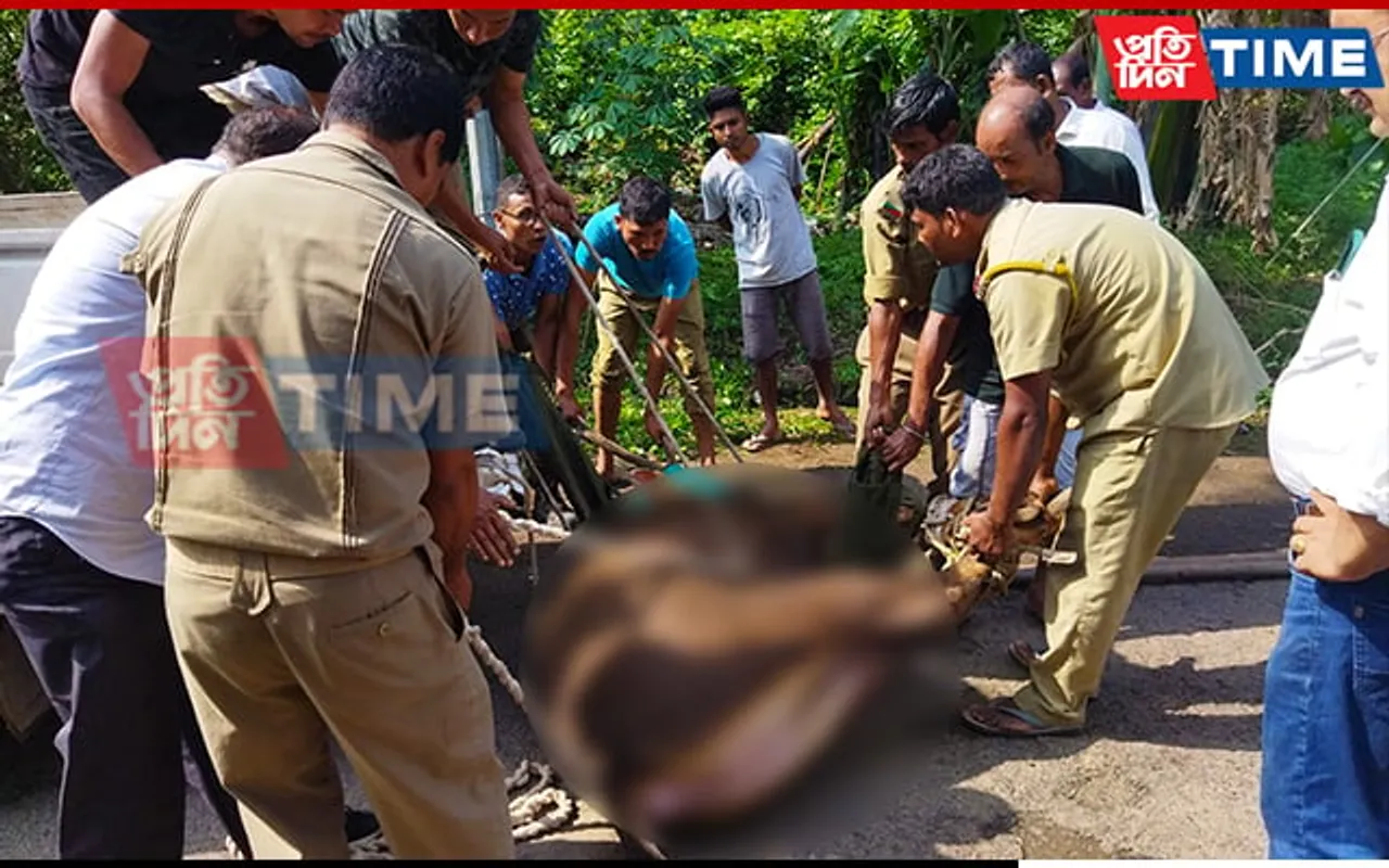 Sambar Rescued by Forest Officials in Guwahati