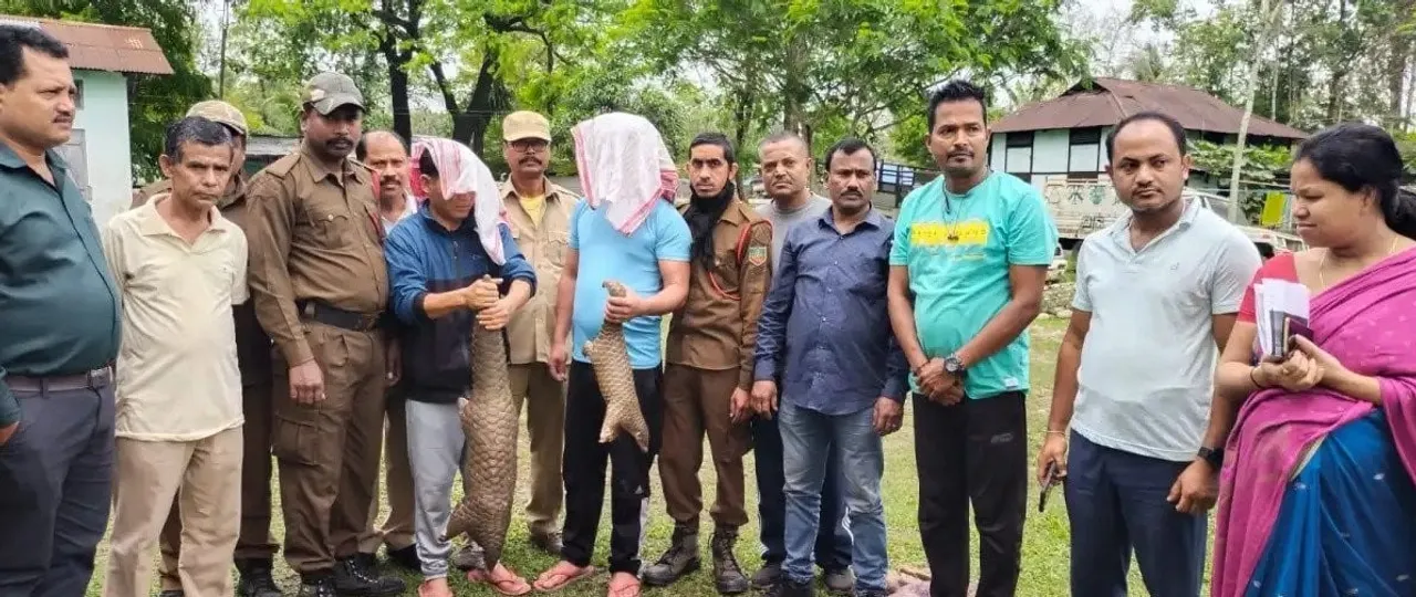 Two Live Pangolins Rescued In Assam's Sonitpur