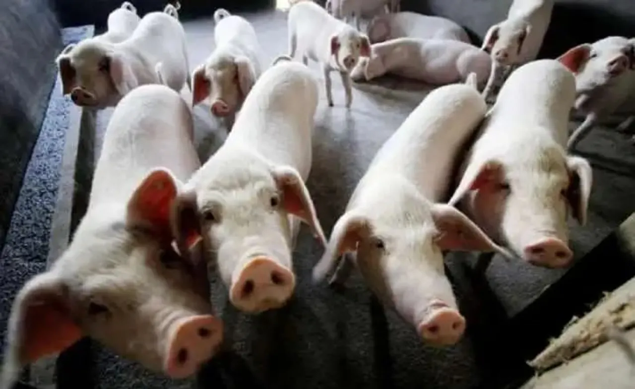 Slaughter Of Pigs Banned In Nagaland's Kohima