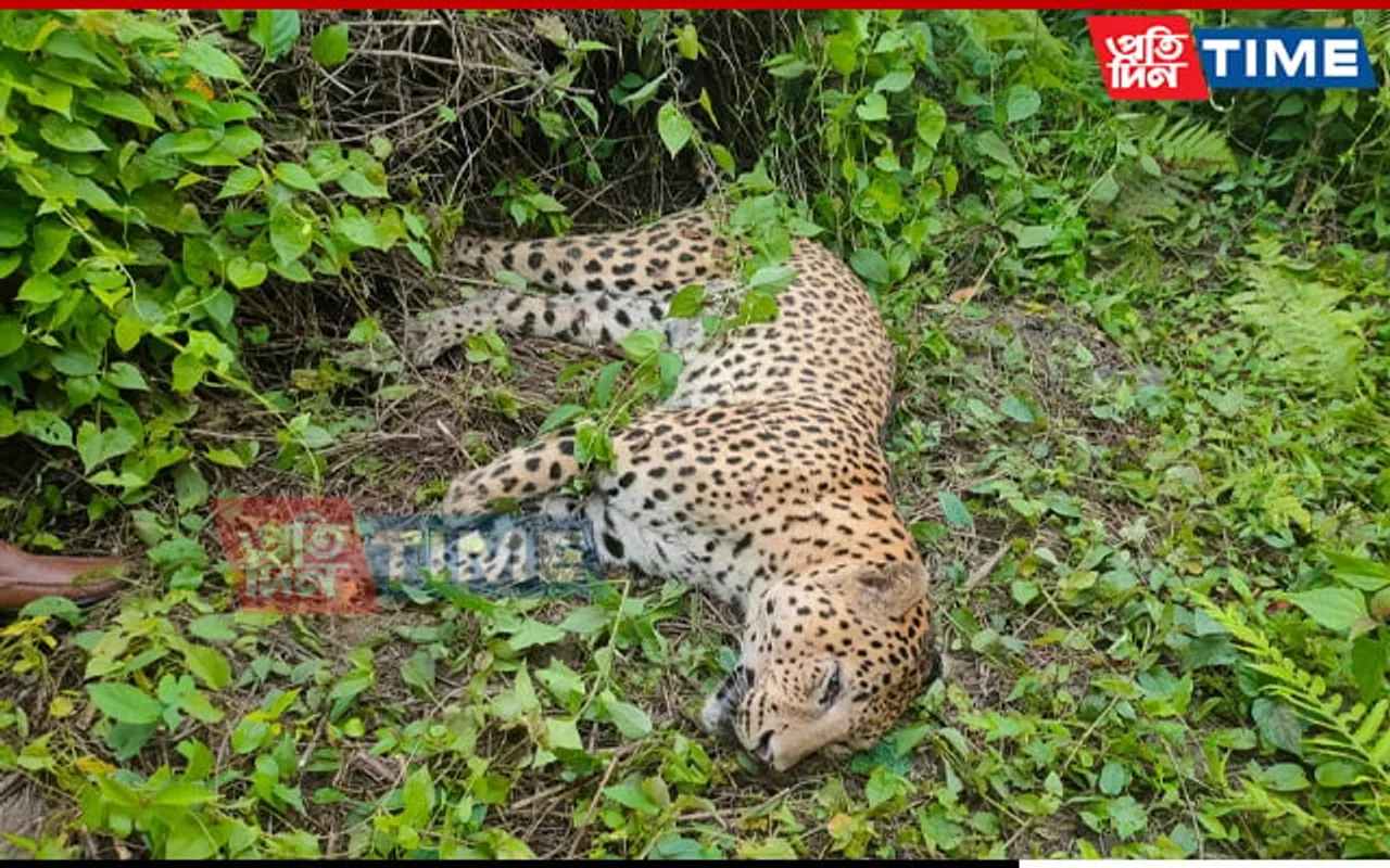 Assam: Speeding Vehicle Kills Leopard In Golaghat