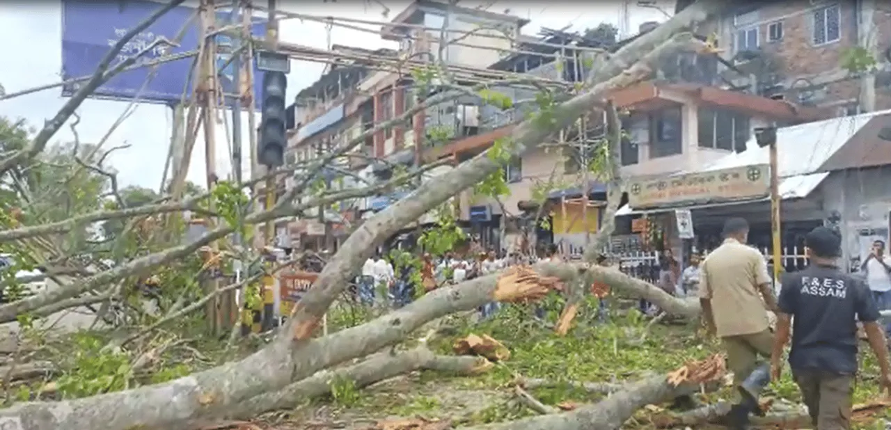 Assam: Woman Dies After Tree Falls on Her, 2 Others Injured 
