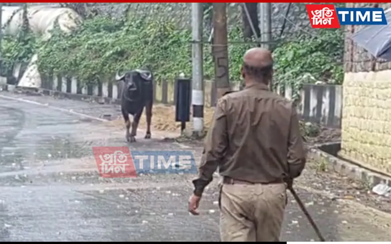 Guwahati: Stray Wild Buffalo Finally Tranquilized, To Be Released In Wild