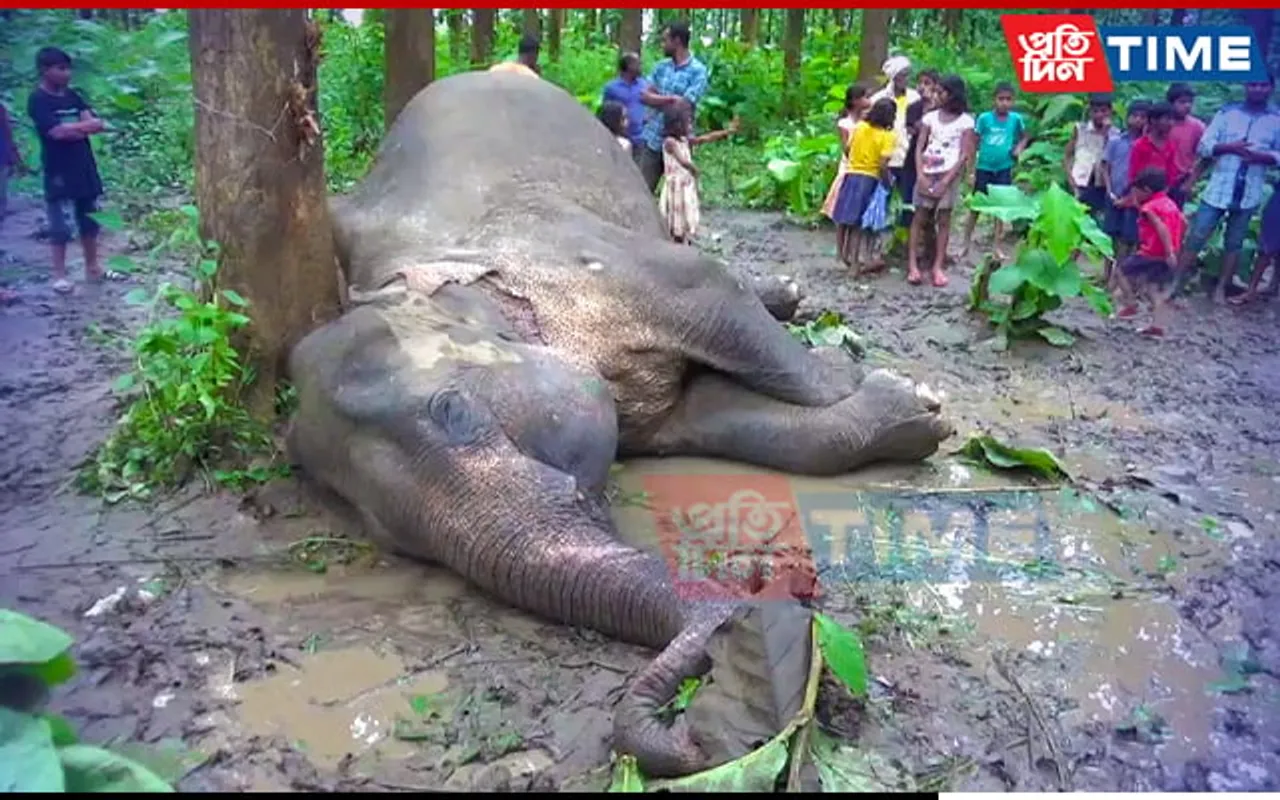 Pregnant Elephant Found Dead In Assam's Hojai