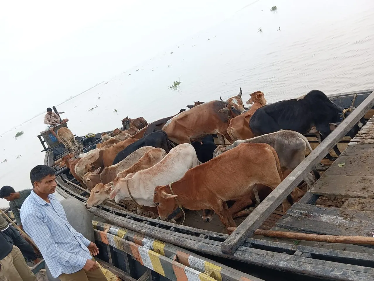 Boat With 27 Cattle Heads Seized In Assam