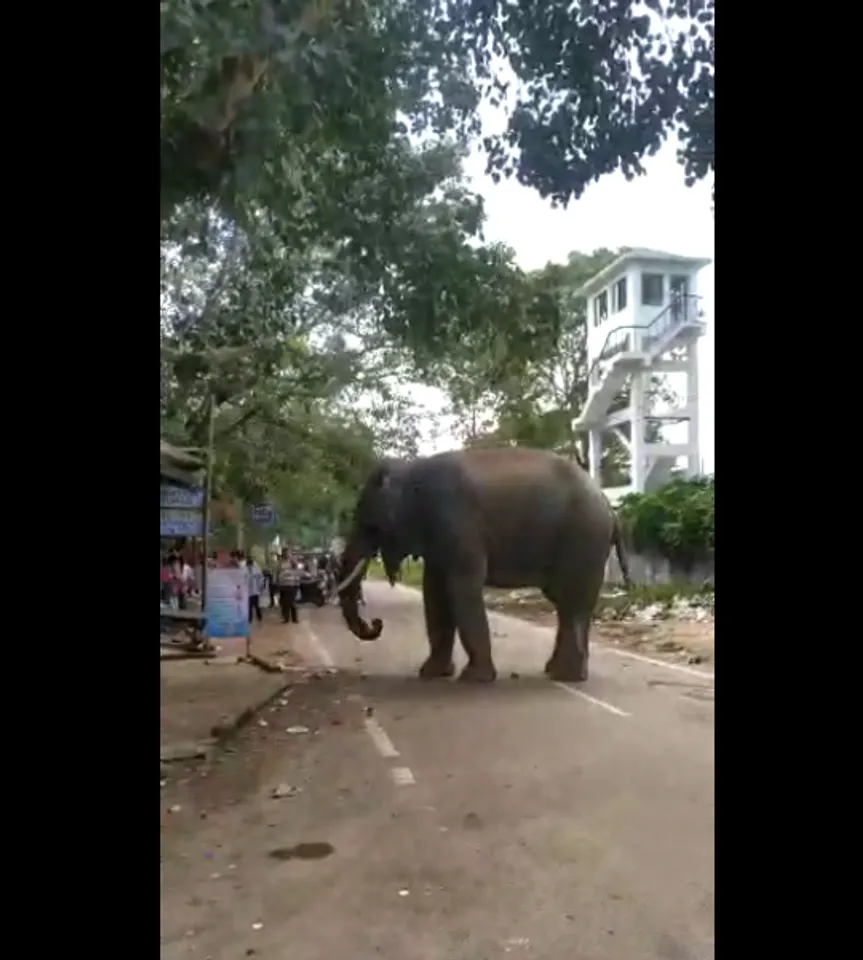 Guwahati: Youth Critically Injured in Elephant Attack 