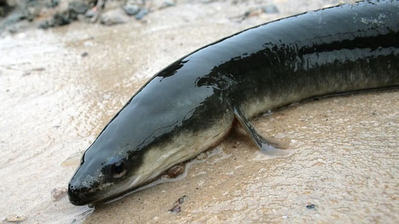 Stunt Gone Wrong! Man Dies After Swallowing Live Eel Fish In Assam