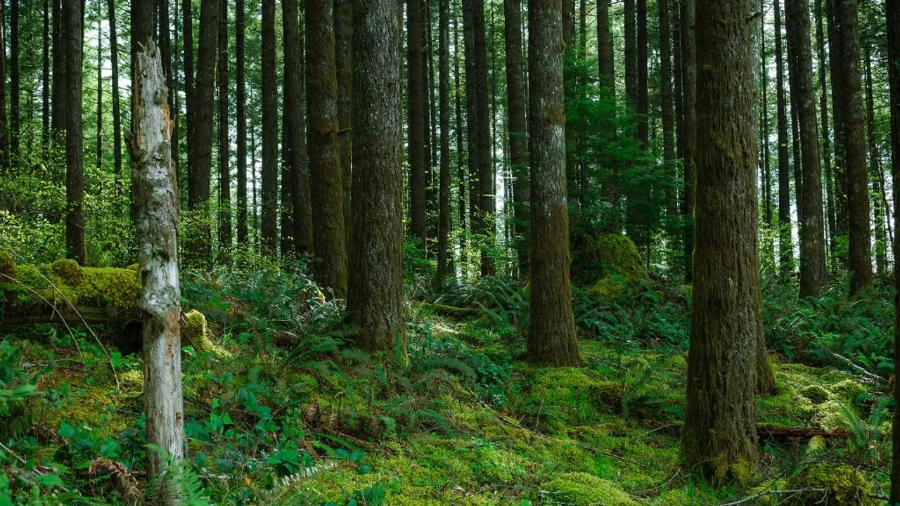 Assam Govt to Focus on Judicious Use of Forest Resources