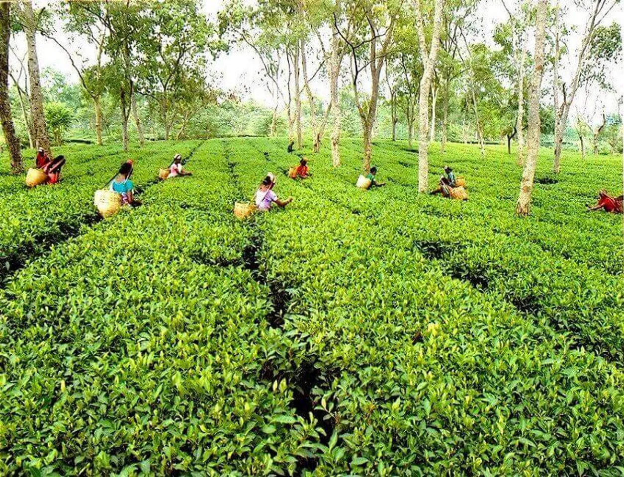 Rainfall Affects Tea Production in Assam, North Bengal
