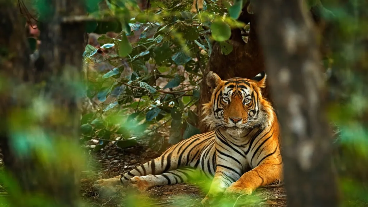 1,059 Tigers Died In India Since 2012: Report