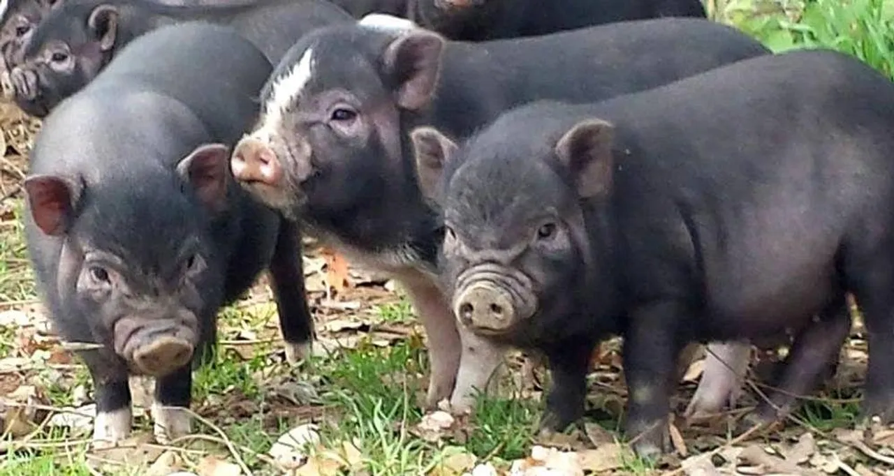Ban on Movement of Pigs in Tinsukia Amid Swine Fever Outbreak 