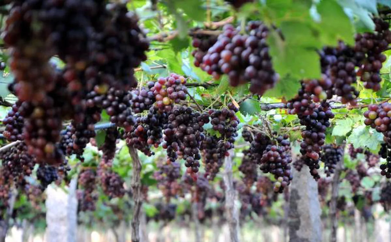 Mizoram Allows Processing of Local Grape Wine
