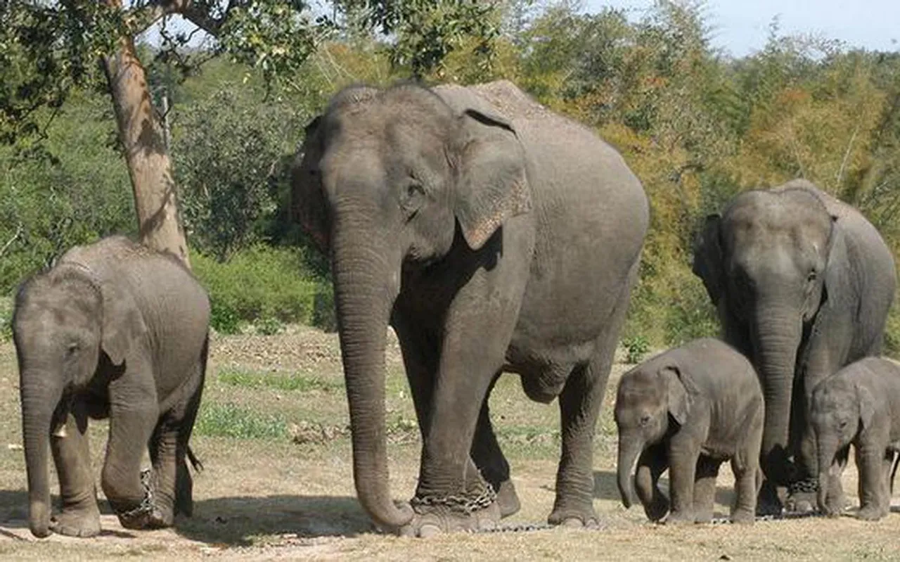 Elephants now can be commercially traded