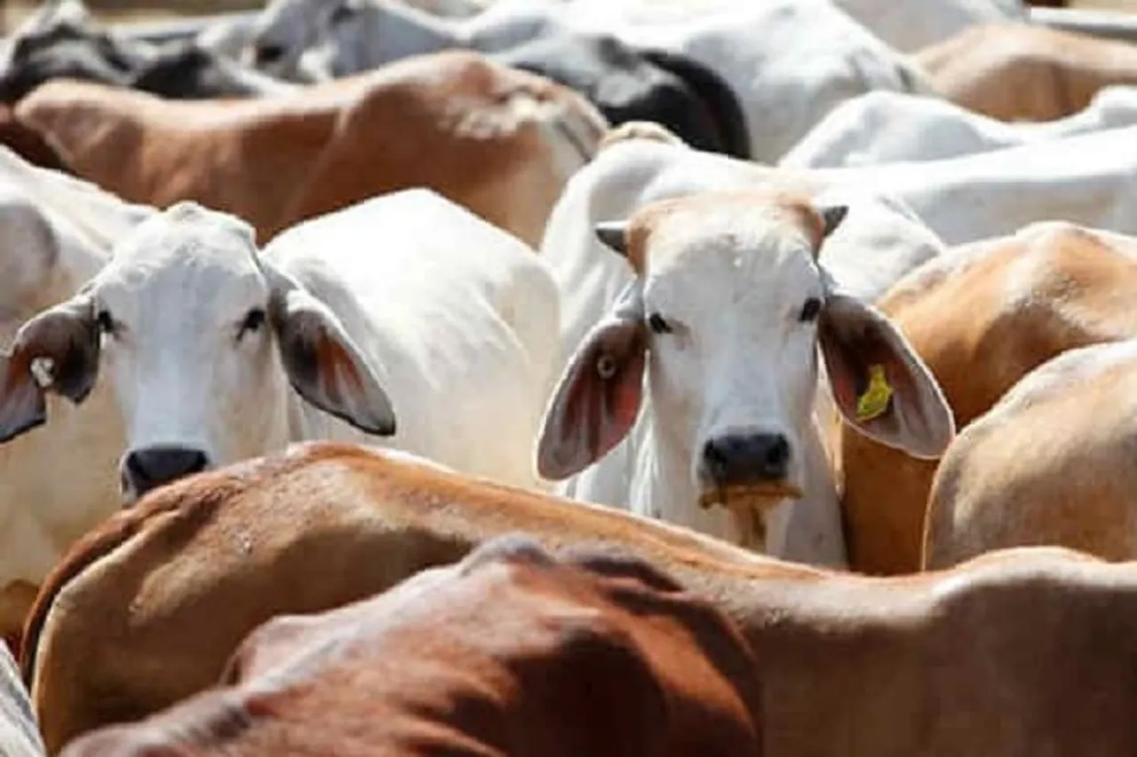 40 Cattle Heads Rescued In Assam's Golaghat
