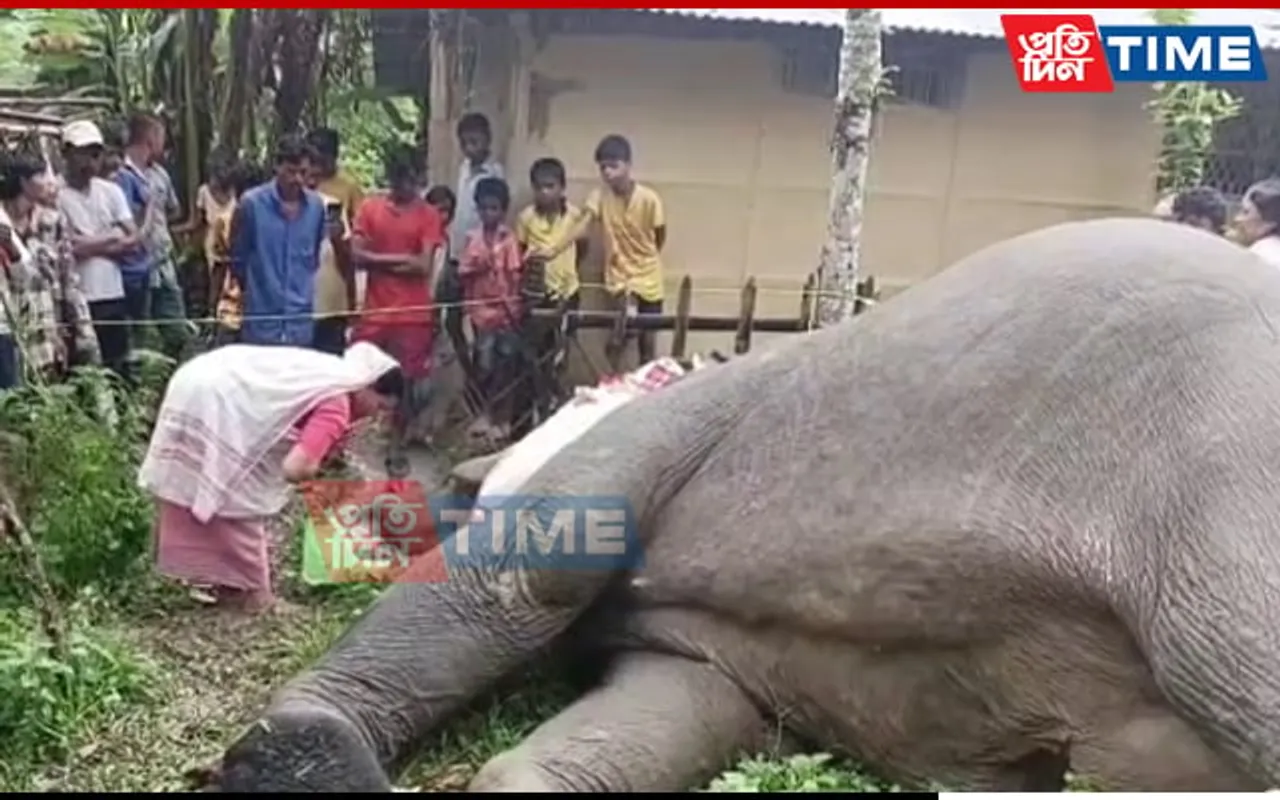 Electrocution Whiff In Tusker's Death In Assam